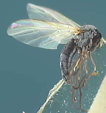 Hilara albipennis